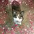 Tracy Matson's profile image