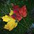 RodneyTheresa Kniess's profile image