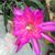 Judy Fontaine Perry's profile image