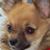 Joanie Perkins Swanson's profile image