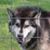 Brad Lantrip's profile image