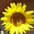 Tess Gerbasi's profile image