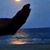 Carolyn Wright's profile image