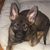 Bill Chabot's profile image