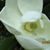 Annette M. Foltz's profile image