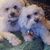 DrLucie VeganforLife Taustine's profile image