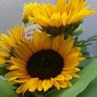 Brenda Briton's profile image