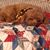 Joan Eversoll Dahlberg's profile image