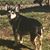 Allie McCracken Gessel's profile image