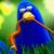Nicole Bird's profile image