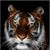 Wayne Pugh's profile image