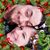 Faith Cook's profile image