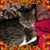 Michelle Carney's profile image