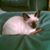 Jo Rowley's profile image