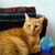 Laurence William Chew's profile image