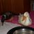 Janice Shain's profile image