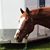Nerice Gulino's profile image