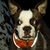 Wolfe Tree's profile image