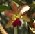 DeVera Hewson's profile image