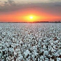 Jodi Vowell's profile image