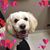 Brenda Gisolf's profile image