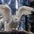 Rhonda Cope-Layher Carrier's profile image