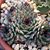 Kalanchoe Kelly's profile image