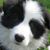 Silvia Lideo's profile image