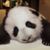 Shawn Zong's profile image