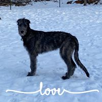 Sherrie Vlasnik's profile image