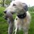 Angus Whitton's profile image