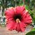 Susan Crane's profile image