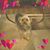 Earline Williams's profile image
