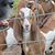 Deb Mcavoy's profile image