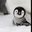 D C🐧's profile image