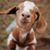 Rebecca G. Mellagui's profile image