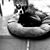 Shelley Pugh Love's profile image