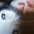 David Wyllie's profile image
