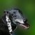 Tom Kortie's profile image
