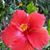 Tracy Cousins's profile image