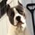 Deebo Demieri's profile image