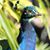 Srinivas Mareddy's profile image