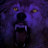 Wolf's profile image