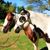 Ramblin Gypsy Ranch's profile image