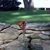 Susan Cook Paglia's profile image