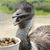 Rebecca Swanston's profile image