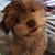 Len Vallone's profile image