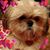 Karen Harris's profile image