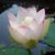Cynthia Wood-Follett's profile image