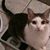 Pat Hillis's profile image
